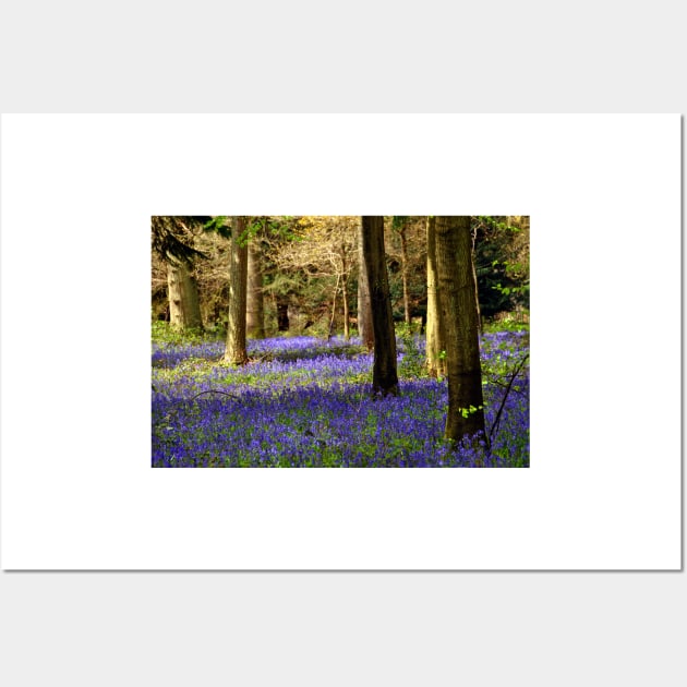 Bluebells Bluebell Woods Basildon Park Berkshire Wall Art by AndyEvansPhotos